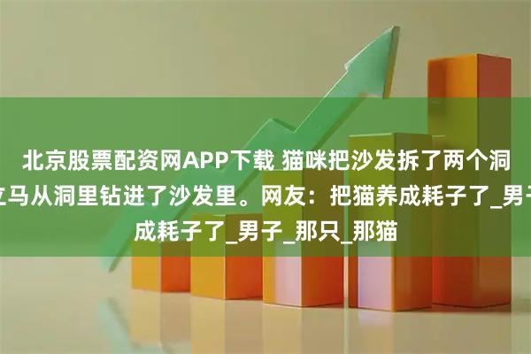 北京股票配资网APP下载 猫咪把沙发拆了两个洞，看到主人立马从洞里钻进了沙发里。网友：把猫养成耗子了_男子_那只_那猫