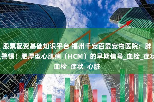 股票配资基础知识平台 福州千宠百爱宠物医院：胖猫家长警惕！肥厚型心肌病（HCM）的早期信号_血栓_症状_心脏